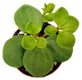 Hope Peperomia